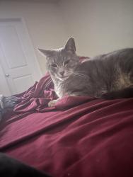 Lost Male Cat last seen Carbernet Drive & Bog Road, Concord, NH 03303