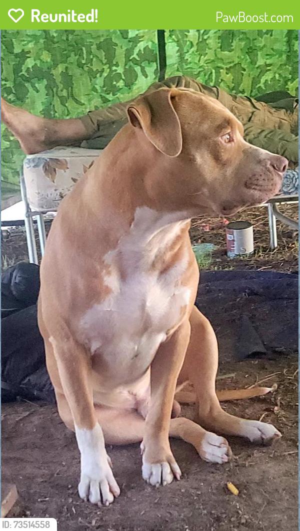 Reunited Male Dog last seen Old Powell Rd and Wilbon Rd Holly Springs, Holly Springs, NC 27540