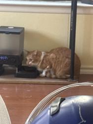 Reunited Male Cat last seen Near meadow dl, Converse, TX 78109