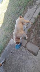 Found/Stray Male Dog last seen Churing Dr and Vale, San Antonio, TX 78245