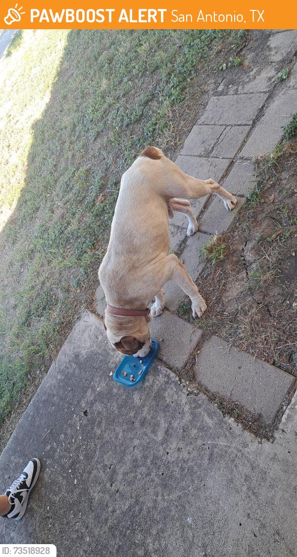 Found/Stray Male Dog last seen Churing Dr and Vale, San Antonio, TX 78245