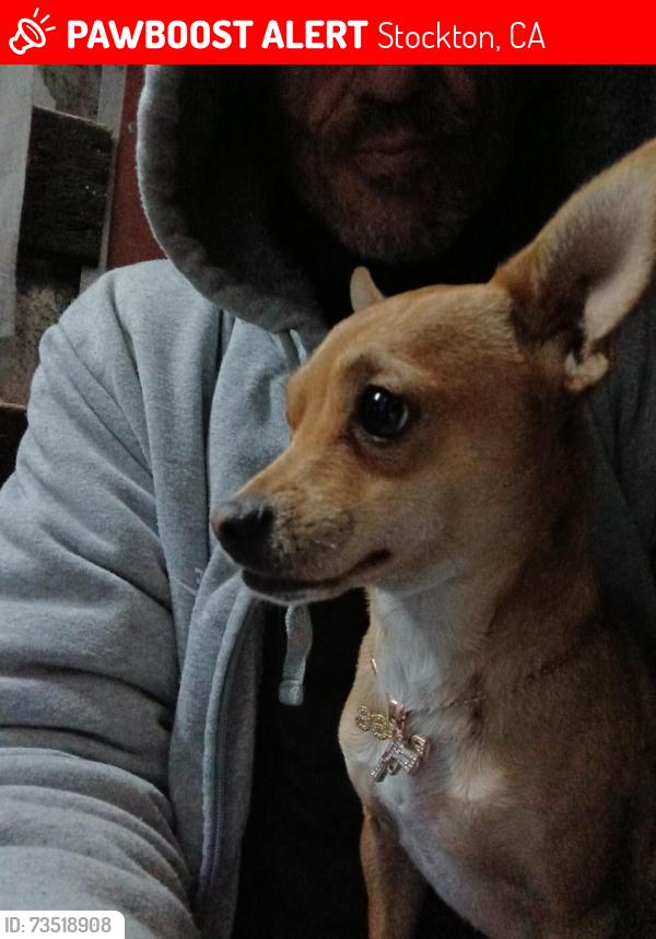Lost Male Dog last seen Wilson way he was at stribly park, Stockton, CA 95205