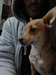 Lost Male Dog last seen Wilson way he was at stribly park, Stockton, CA 95205