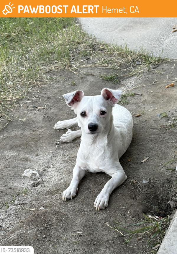 Found/Stray Male Dog last seen Cornell and Johnston, Hemet, CA 92544