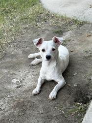 Found/Stray Male Dog last seen Cornell and Johnston, Hemet, CA 92544