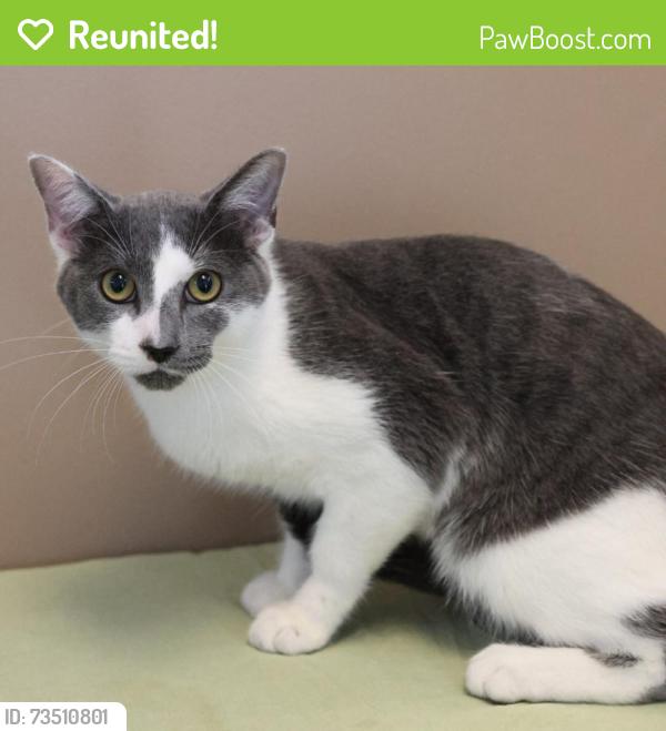 Reunited Male Cat last seen W Farwell & N Glenwood, Chicago, IL 60626