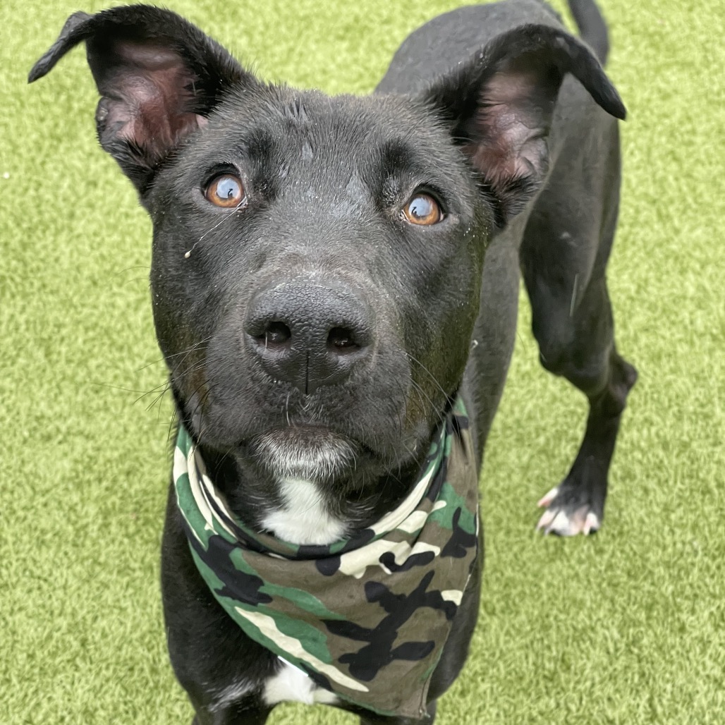 Shelter Stray Male Dog last seen , 244 Georgetown Rd, Jacksonville, NC 28540, USA