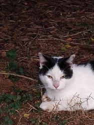 Found/Stray Unknown Cat last seen Robinhood Rd and Lewisville Vienna, Lewisville, NC 27040