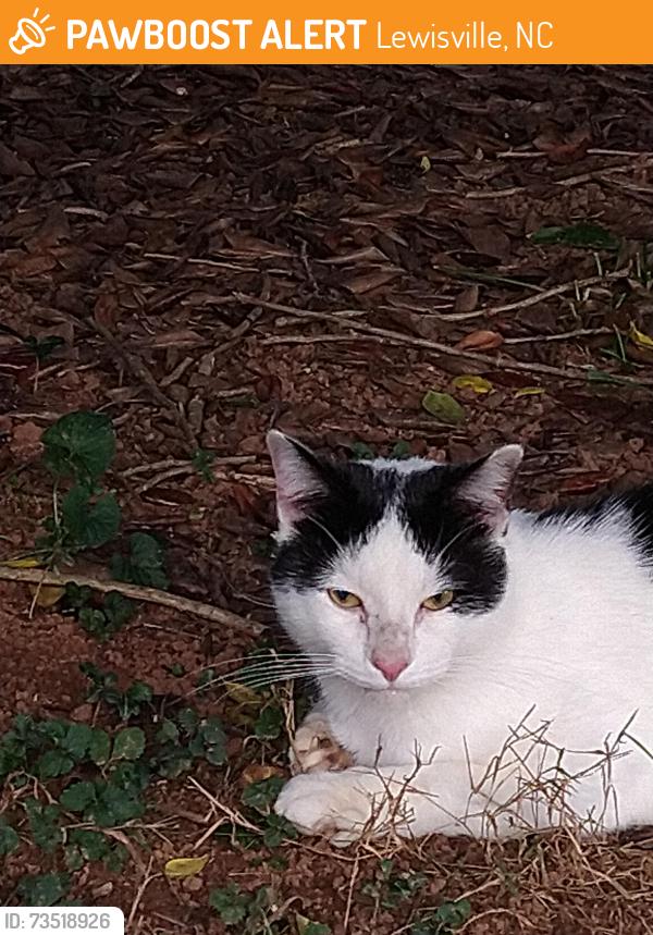 Found/Stray Unknown Cat last seen Robinhood Rd and Lewisville Vienna, Lewisville, NC 27040