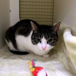 Shelter Stray Female Cat last seen , Animal Care & Control Team of Philly, 111 W Hunting Park Ave, Philadelphia, PA 19140, USA