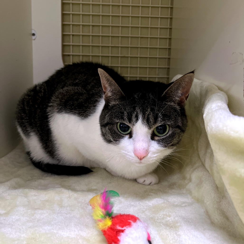Shelter Stray Female Cat last seen , Animal Care & Control Team of Philly, 111 W Hunting Park Ave, Philadelphia, PA 19140, USA