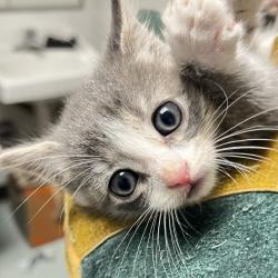Shelter Stray Male Cat last seen , Animal Care & Control Team of Philly, 111 W Hunting Park Ave, Philadelphia, PA 19140, USA