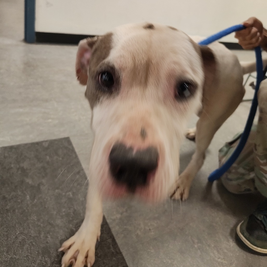 Shelter Stray Male Dog last seen , Animal Care & Control Team of Philly, 111 W Hunting Park Ave, Philadelphia, PA 19140, USA
