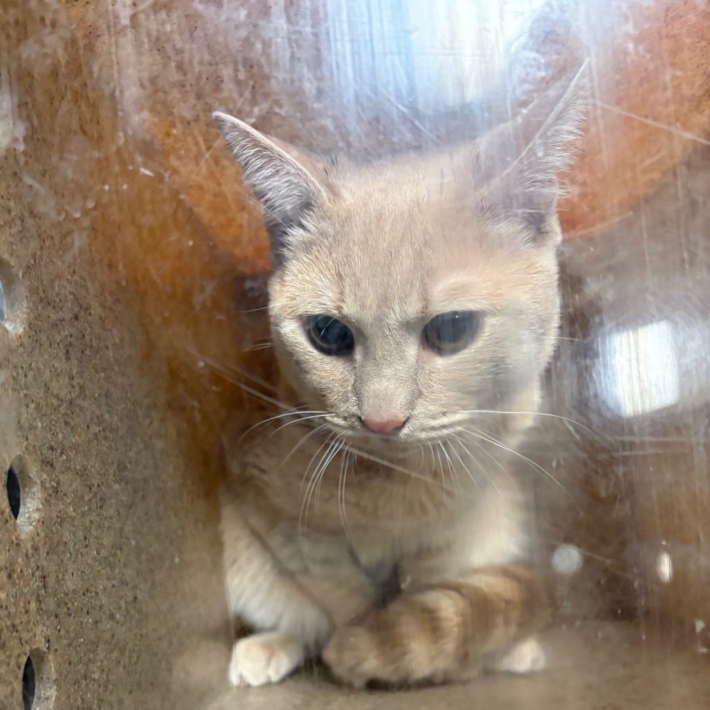 Shelter Stray Male Cat last seen , Animal Care & Control Team of Philly, 111 W Hunting Park Ave, Philadelphia, PA 19140, USA
