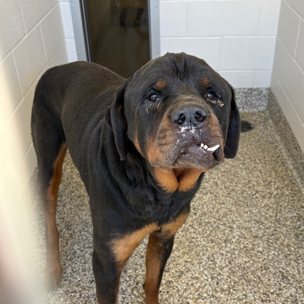 Shelter Stray Male Dog last seen , 425 Kirksey Dr, Morganton, NC 28655, USA