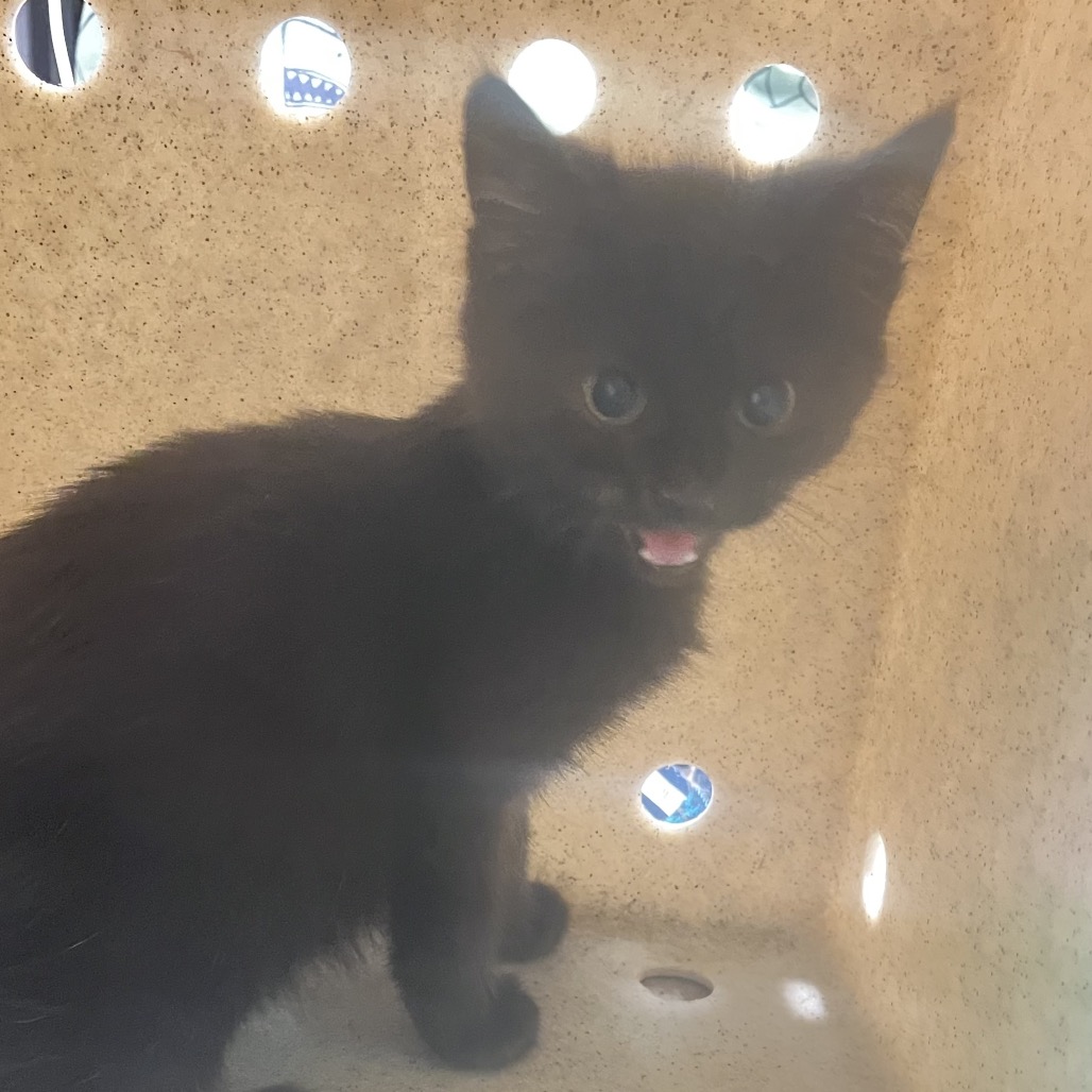 Shelter Stray Male Cat last seen , Animal Care & Control Team of Philly, 111 W Hunting Park Ave, Philadelphia, PA 19140, USA