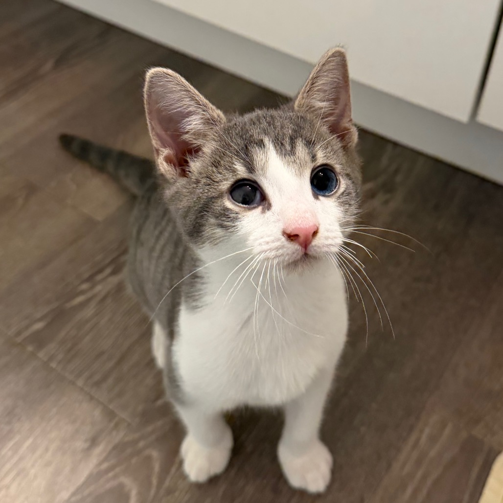 Shelter Stray Male Cat last seen , 8020 Washington St, Port Richey, FL 34668, USA