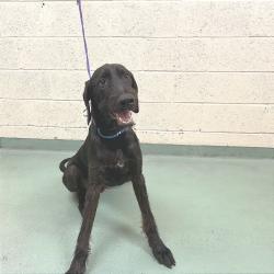 Shelter Stray Male Dog last seen , 2350 Appling City Cove, Memphis, TN 38133, USA