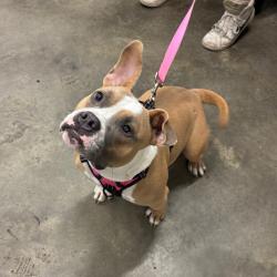 Shelter Stray Female Dog last seen , 3607 N Armenia Ave, Tampa, FL 33607, USA