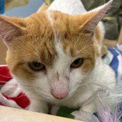 Shelter Stray Male Cat last seen , 1013 Garfield St, Oak Park, IL 60304, USA