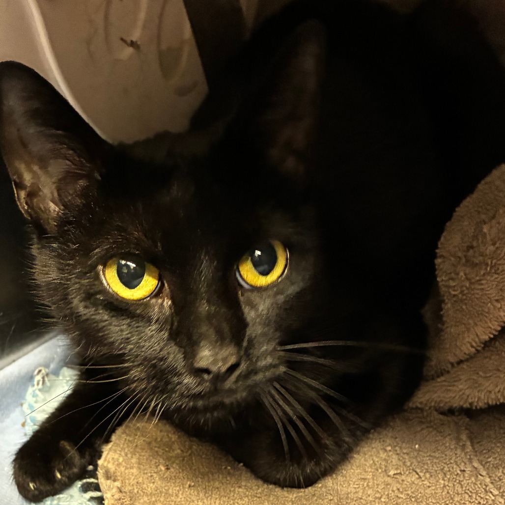 Shelter Stray Female Cat last seen , 1013 Garfield St, Oak Park, IL 60304, USA