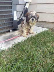 Found/Stray Male Dog last seen Merrylands Subdivision, Atascocita, TX 77346