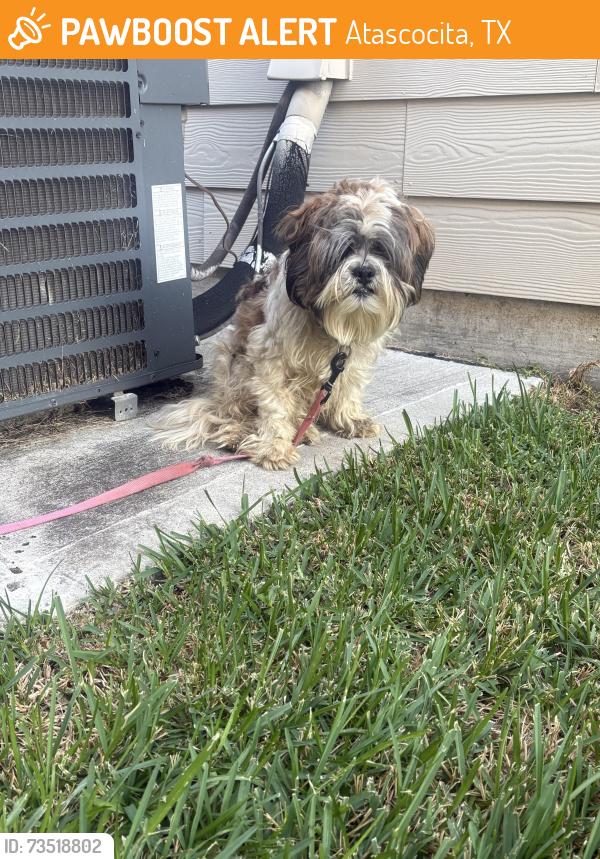 Found/Stray Male Dog last seen Merrylands Subdivision, Atascocita, TX 77346