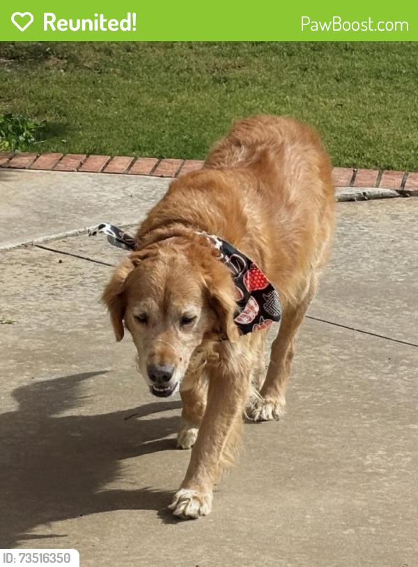 Reunited Male Dog last seen 158th and Louisville, Lubbock County, TX 79423