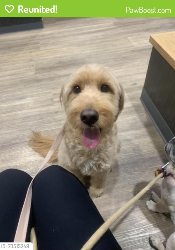 Reunited Male Dog last seen Corner of Sam Peck and Pleasant Forest, Little Rock, AR 72223