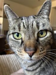 Reunited Male Cat last seen University Place Pierce County Library, University Place, WA 98466