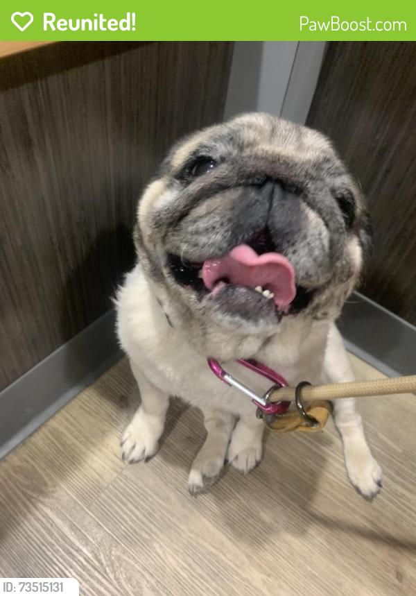Reunited Male Dog last seen Corner or Sam Peck and Pleasant forest, Little Rock, AR 72223