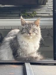 Found/Stray Unknown Cat last seen Westcolang Road, Lackawaxen, PA 18435