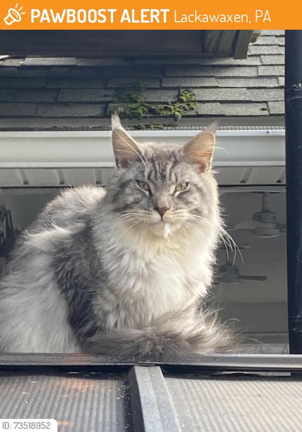 Found/Stray Unknown Cat last seen Westcolang Road, Lackawaxen, PA 18435