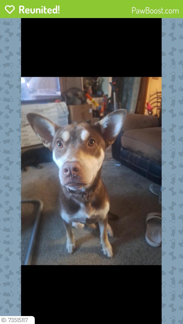 Reunited Female Dog last seen Saddlebrook ests Krum Tx, Krum, TX 76249