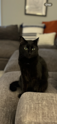 Lost Male Cat last seen Sherburn Dr and McKinley, Hamburg, NY 14075