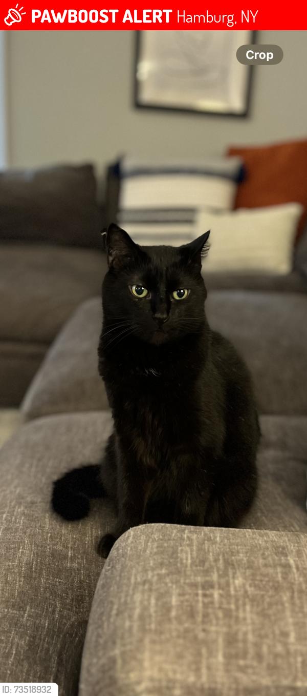 Lost Male Cat last seen Sherburn Dr and McKinley, Hamburg, NY 14075