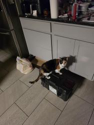 Reunited Female Cat last seen W.85th - W.89th detroit lake Ave area, Cleveland, OH 44102