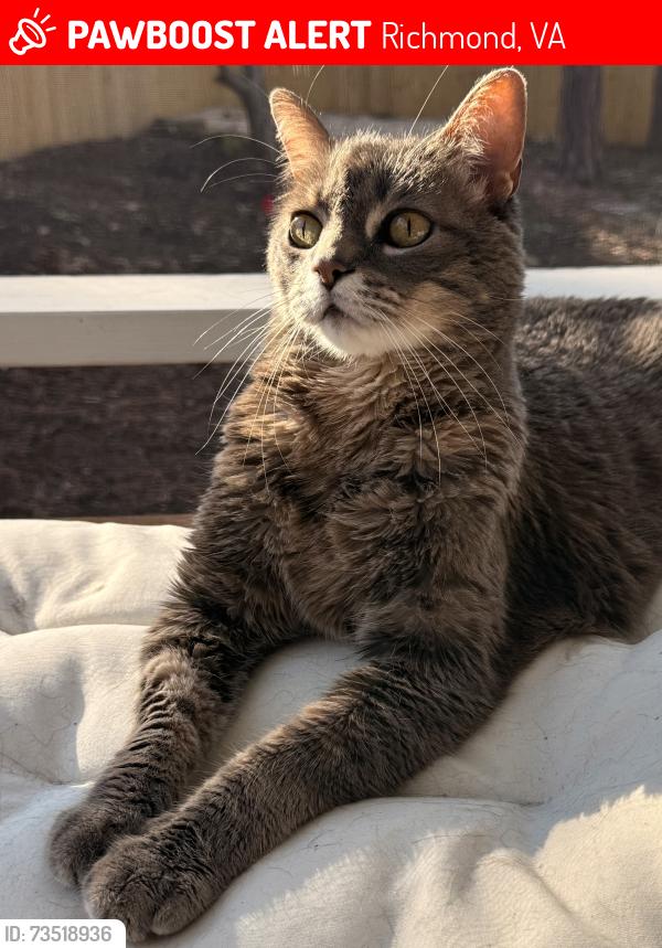 Lost Male Cat last seen Spirea rd and Gordon school rd, Richmond, VA 23236