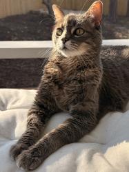 Lost Male Cat last seen Spirea rd and Gordon school rd, Richmond, VA 23236