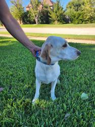 Reunited Unknown Dog last seen Hickory Hollow and Cross Timbers, North Richland Hills, TX 76182