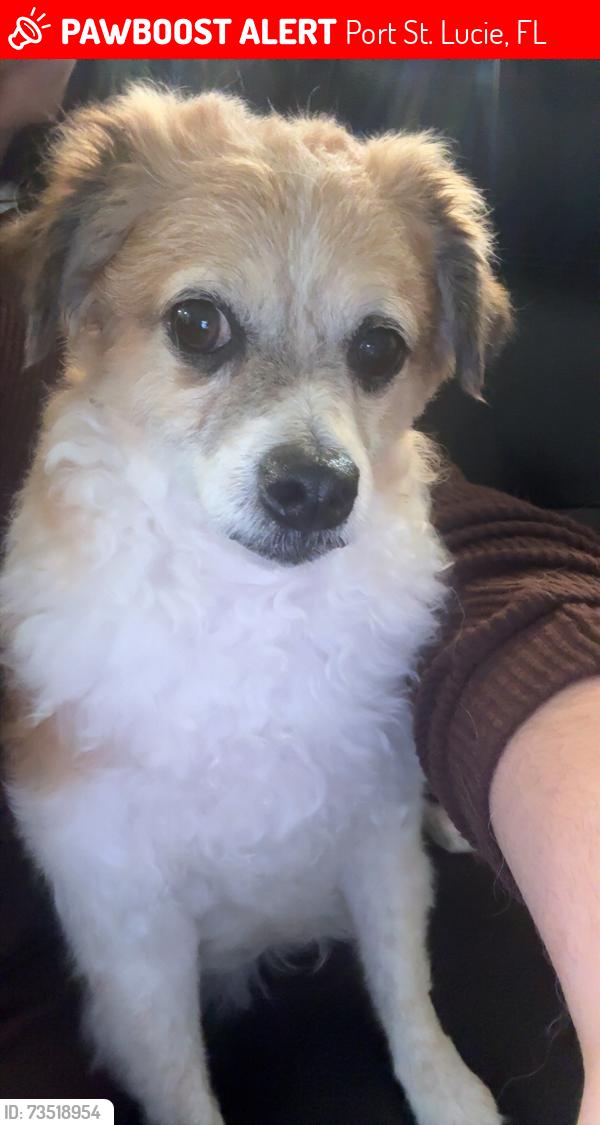 Lost Male Dog last seen Rosser, Port St. Lucie, FL 34953