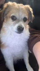 Lost Male Dog last seen Rosser, Port St. Lucie, FL 34953