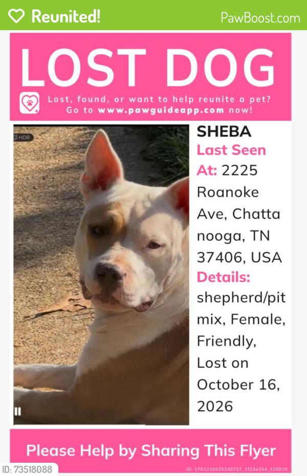 Reunited Female Dog last seen Roanoke and Glass, Chattanooga, TN 37406
