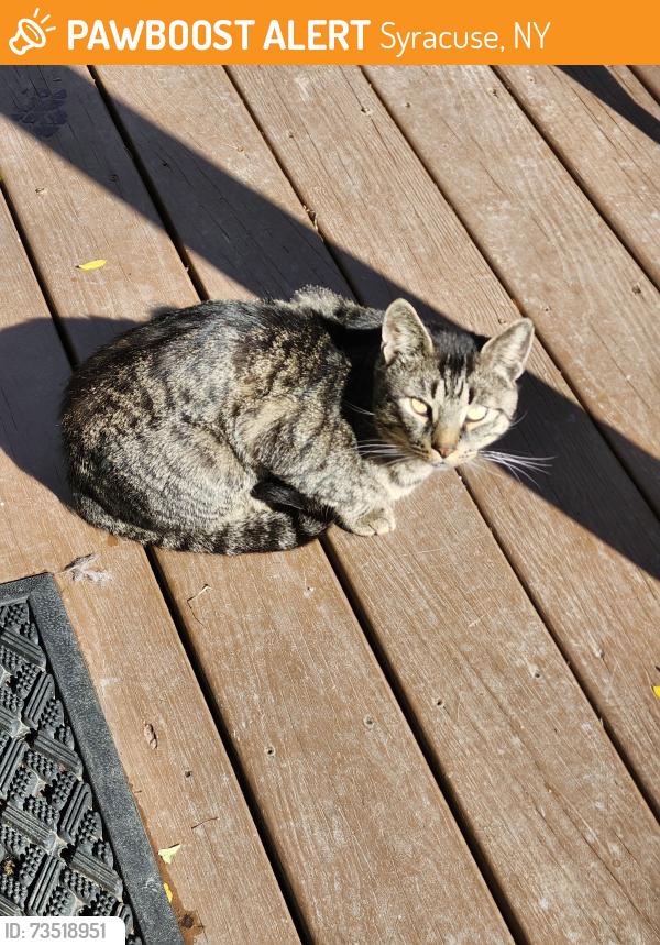 Found/Stray Unknown Cat last seen Teall & Burnet, Syracuse, NY 13203