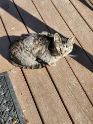 Found/Stray Unknown Cat last seen Teall & Burnet, Syracuse, NY 13203