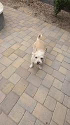 Found/Stray Male Dog last seen 27th Ave and Van Buren, Phoenix, AZ 85009