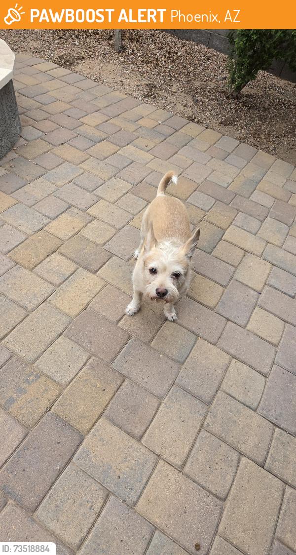 Found/Stray Male Dog last seen 27th Ave and Van Buren, Phoenix, AZ 85009