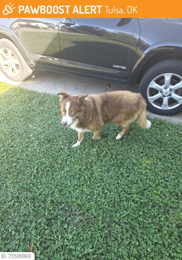 Found/Stray Unknown Dog last seen 33rd, 51st, Union, Tulsa, OK 74107