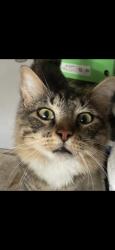 Reunited Male Cat last seen Near Hawks Tree Ln, San Antonio, TX 78248, USA, San Antonio, TX 78248