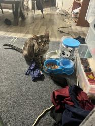 Lost Male Cat last seen Near Gaston ave 76246, Dallas, TX 75246